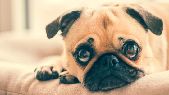 Un perro triste Un perro triste