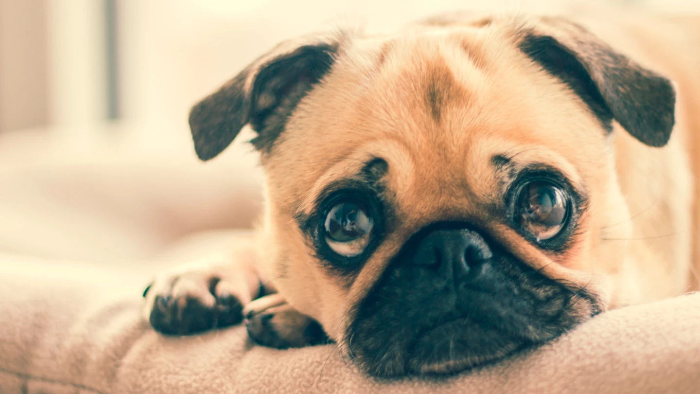 Un perro triste Un perro triste