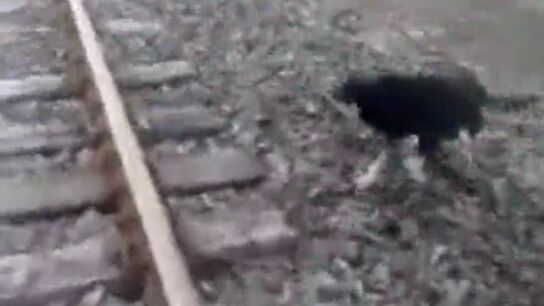 Un maquinista detiene el tren para rescatar a un perro al que hab&iacute;an encadenado a las v&iacute;as