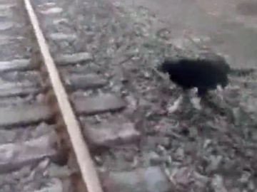 Un maquinista detiene el tren para rescatar a un perro al que habían encadenado a las vías Un maquinista detiene el tren para rescatar a un perro al que habían encadenado a las vías