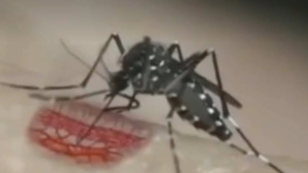El mosquito tigre puede transmitir el virus chikungunya, dengue y zika. El mosquito tigre puede transmitir el virus chikungunya, dengue y zika.