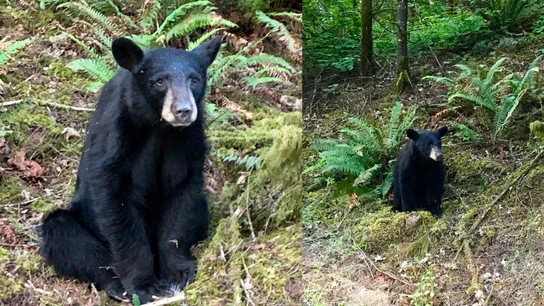 El osezno sacrificado en Scoggins Valley Park El osezno sacrificado en Scoggins Valley Park