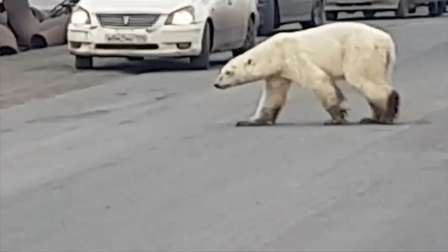 Captan a un oso polar hambriento vagando por las calles de una ciudad rusa en busca de comida Captan a un oso polar hambriento vagando por las calles de una ciudad rusa en busca de comida