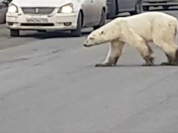 Captan a un oso polar hambriento vagando por las calles de una ciudad rusa en busca de comida Captan a un oso polar hambriento vagando por las calles de una ciudad rusa en busca de comida