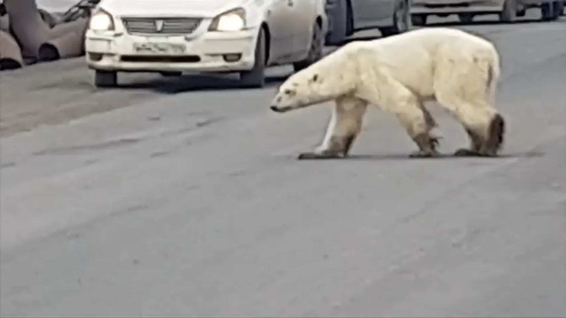 Captan a un oso polar hambriento vagando por las calles de una ciudad rusa en busca de comida 