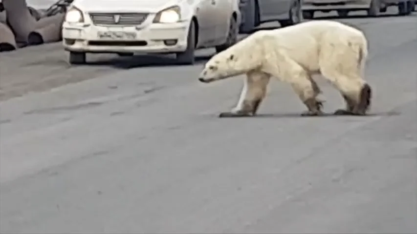 Captan a un oso polar hambriento vagando por las calles de una ciudad rusa en busca de comida 