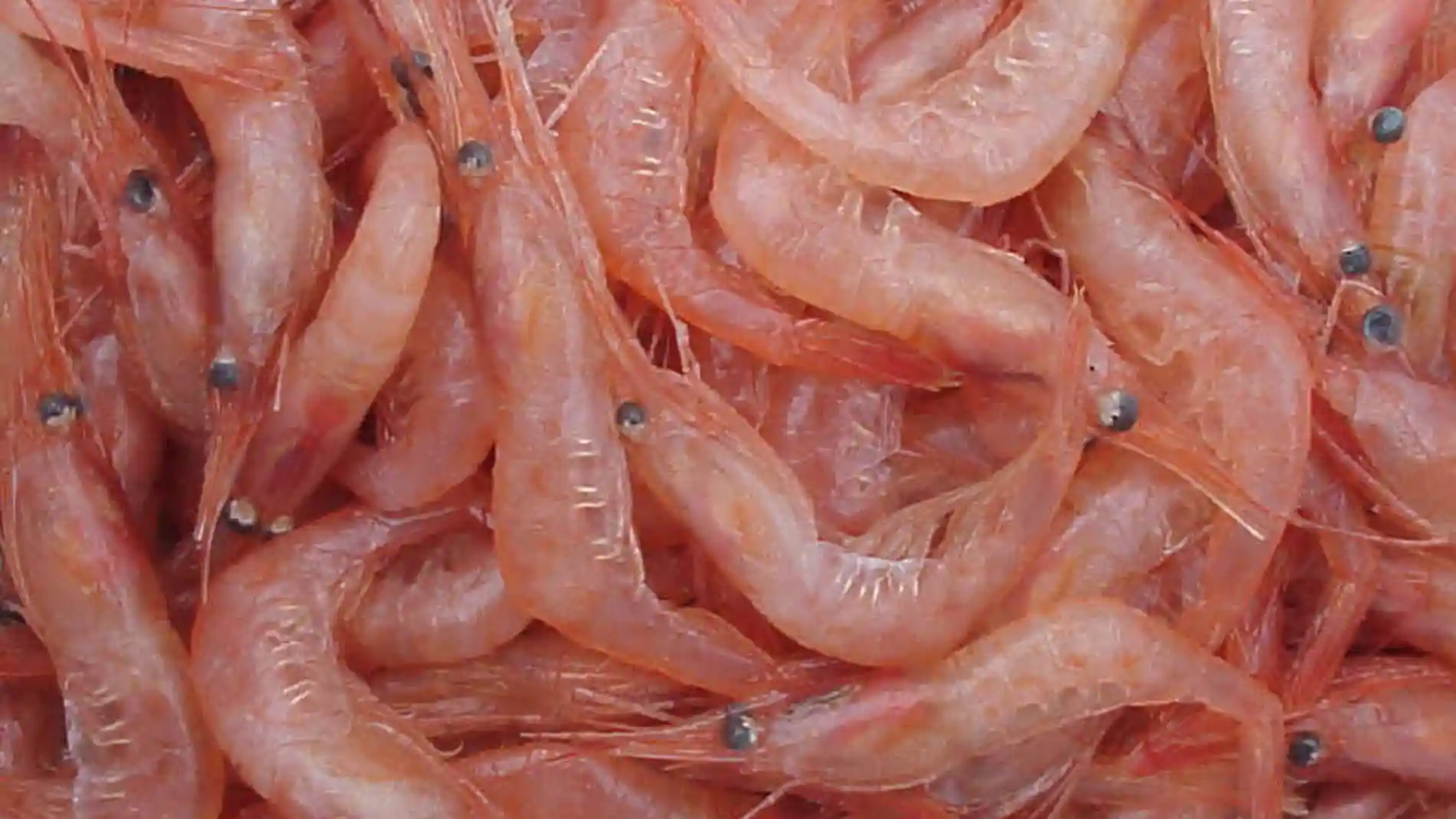 Biomembranas con cascaras de gamba para mejorar el analisis de orina