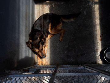 Un perro abandonado espera en su cubil (Archivo) Un perro abandonado espera en su cubil (Archivo)