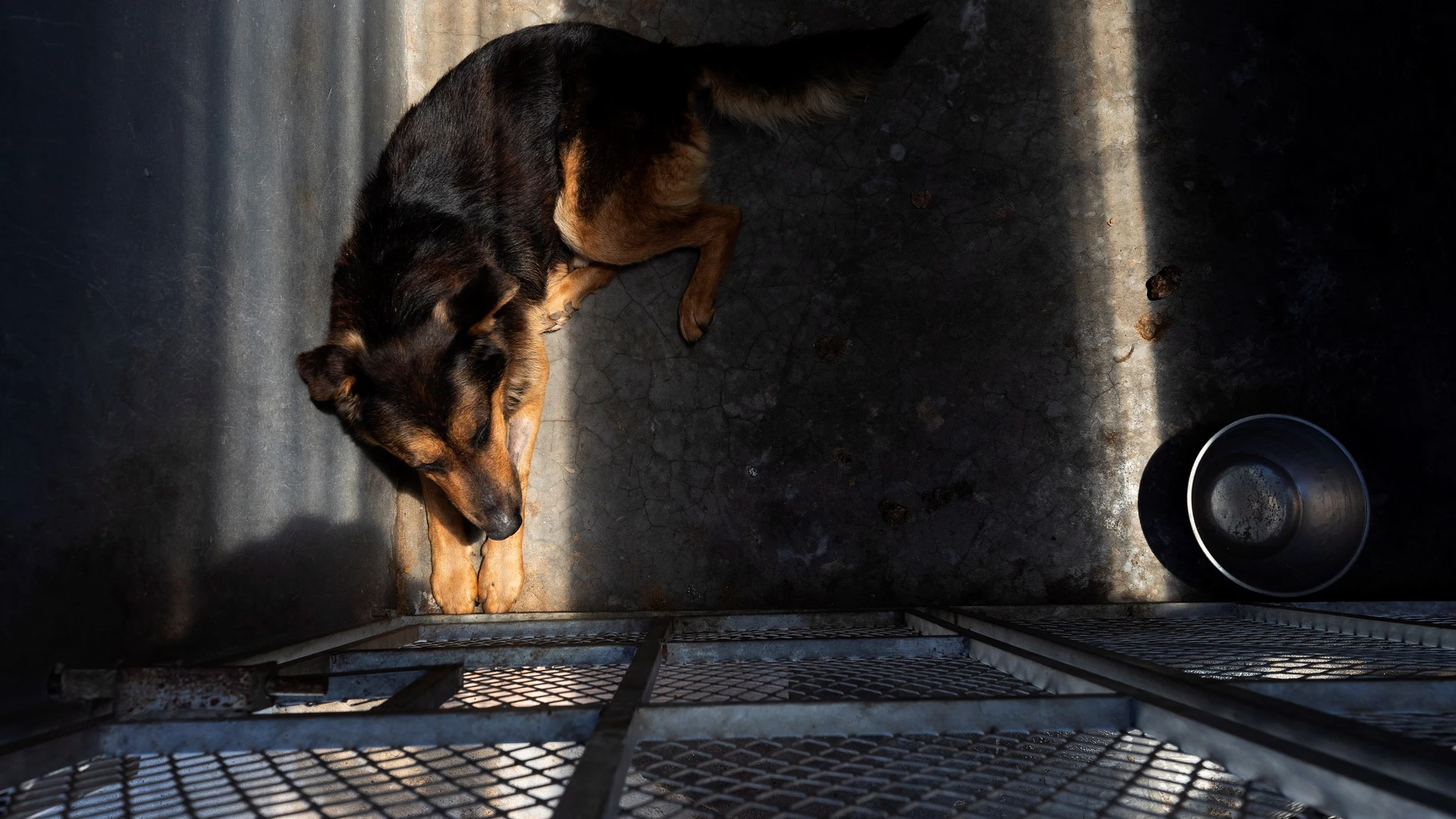 Un perro abandonado espera en su cubil (Archivo)