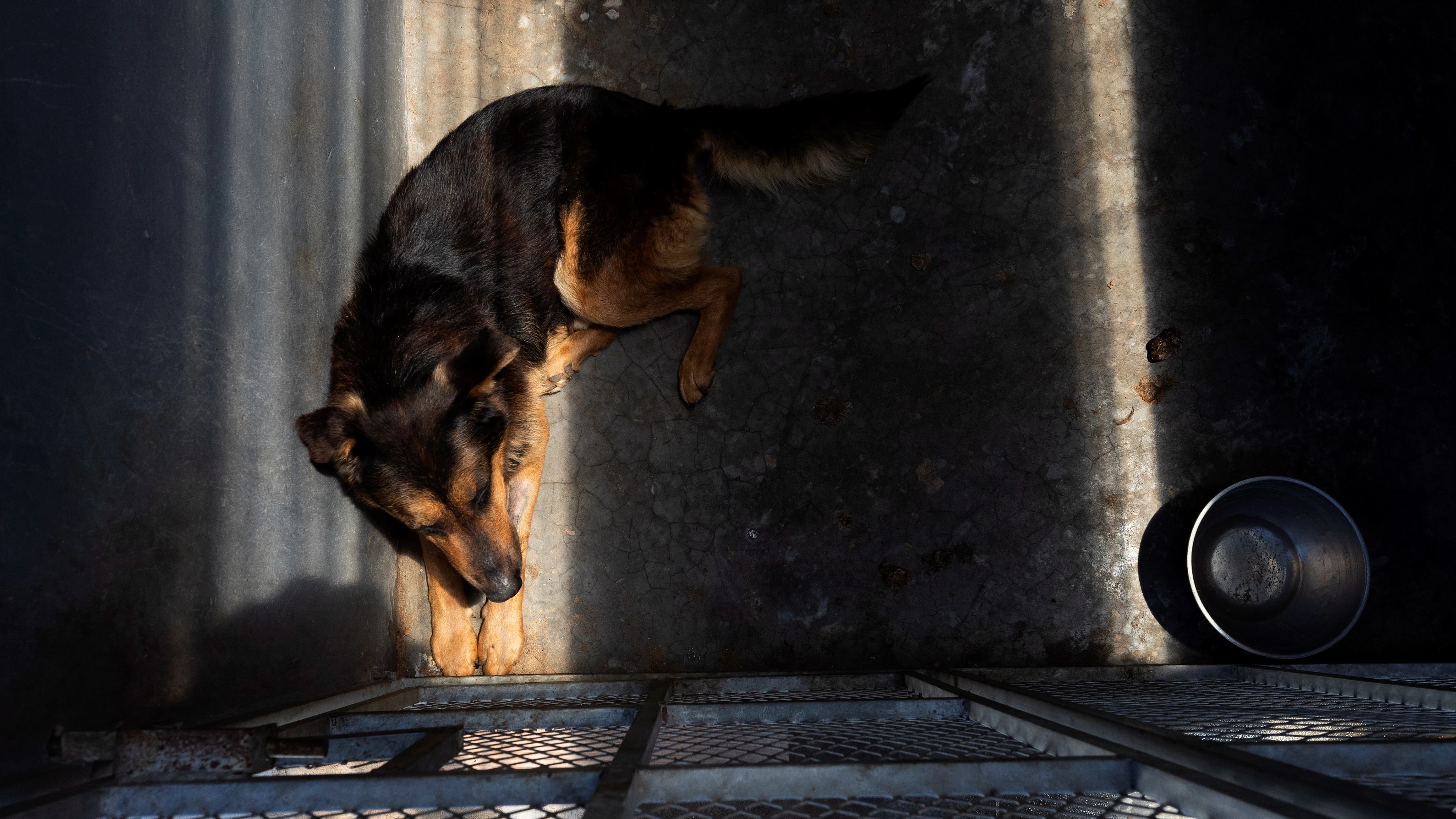 Un perro abandonado espera en su cubil (Archivo)