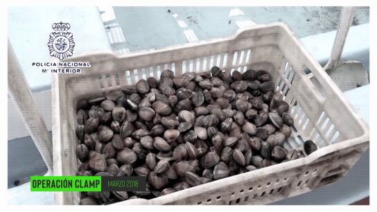 Operativo contra el marisco ilegal