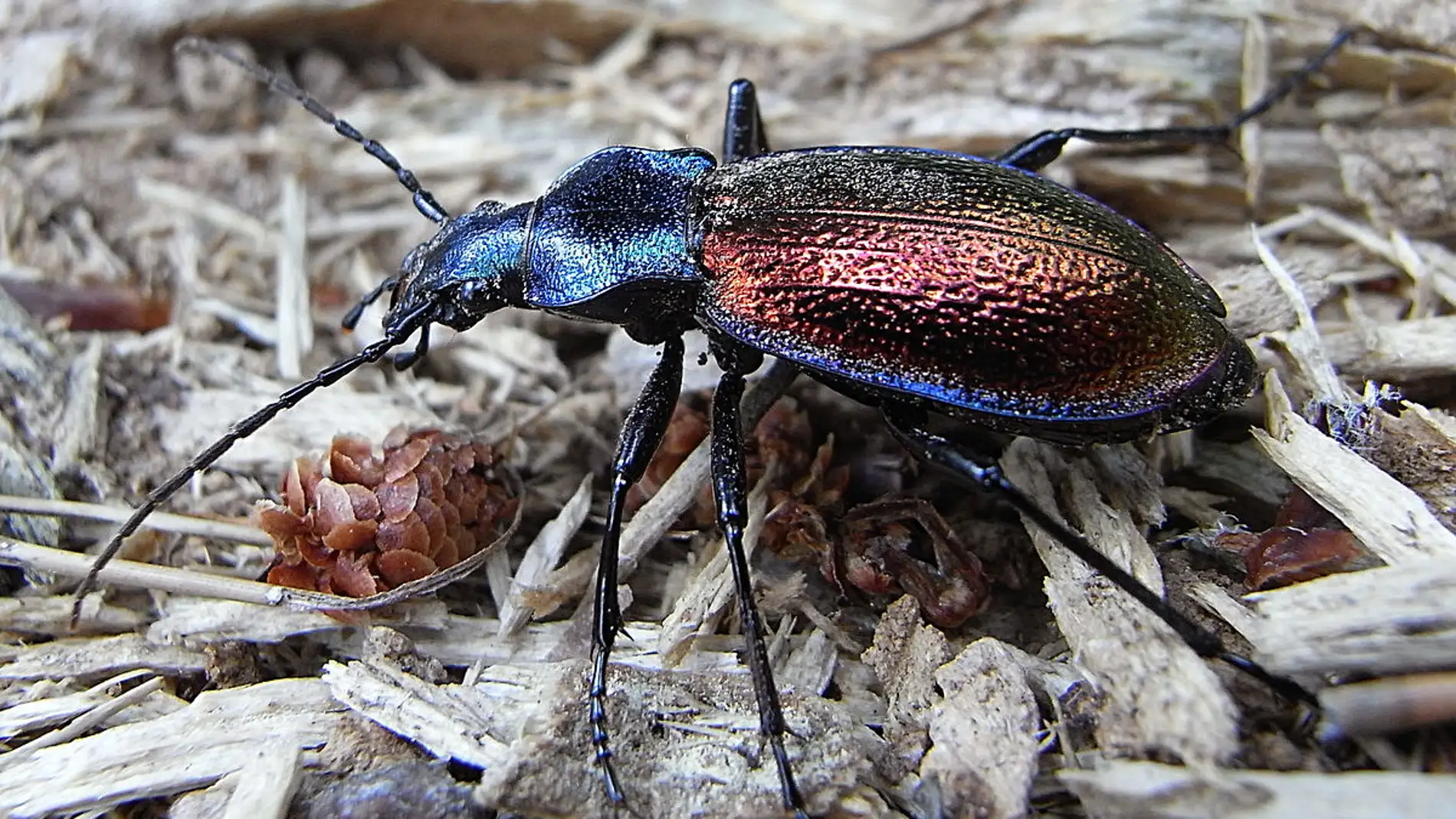 Asi determinaron las glaciaciones del Pleistoceno la distribucion de especies