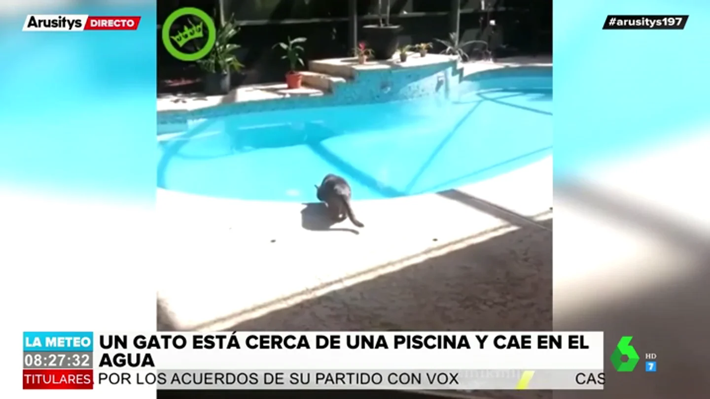 gato gato