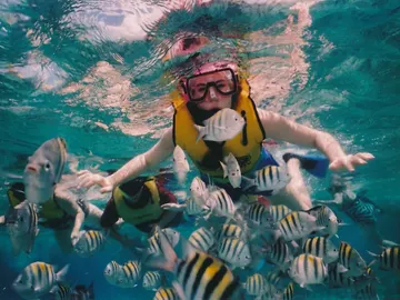 snorkel snorkel