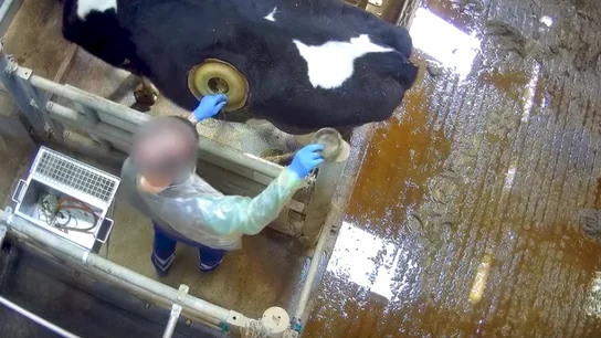 La vaca con un ojo de buey en su estómago La vaca con un ojo de buey en su estómago