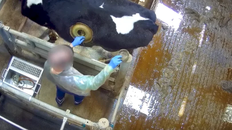 La vaca con un ojo de buey en su estómago