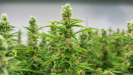 Imagen de archivo de plantaciones de marihuana.  Imagen de archivo de plantaciones de marihuana.