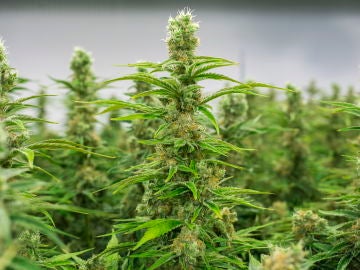 Imagen de archivo de plantaciones de marihuana. Imagen de archivo de plantaciones de marihuana.