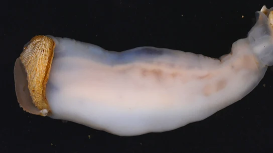 Lithoredo abatanica Lithoredo abatanica