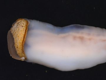 Lithoredo abatanica Lithoredo abatanica