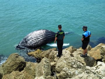Cría de ballena varada en la escollera del puerto de Gandía Cría de ballena varada en la escollera del puerto de Gandía