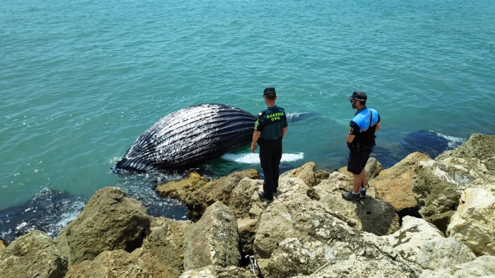 Cría de ballena varada en la escollera del puerto de Gandía.