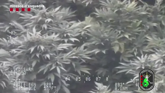 Plantaciones de marihuana Plantaciones de marihuana.