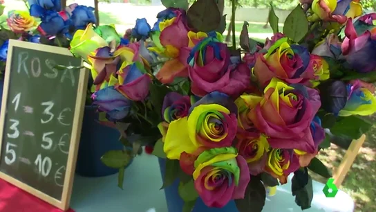 Rosas con los colores LGTBI Rosas con los colores LGTBI