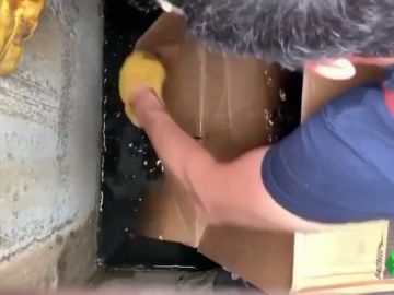 El ingenio de los Bomberos salva la vida de un grupo de patitos El ingenio de los Bomberos salva la vida de un grupo de patitos