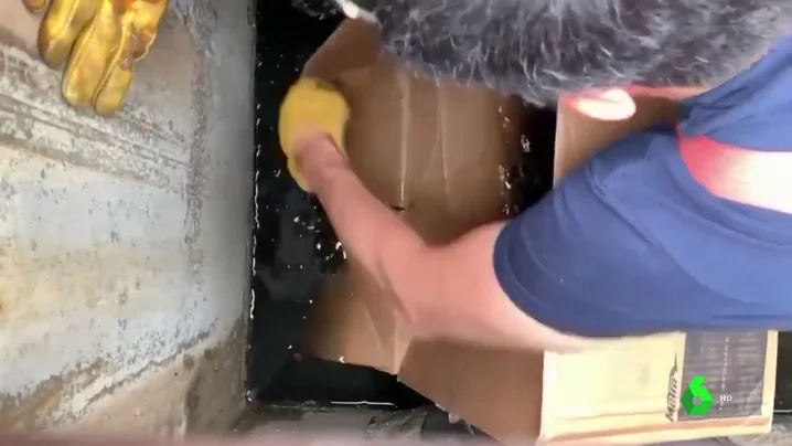 El ingenio de los Bomberos salva la vida de un grupo de patitos El ingenio de los Bomberos salva la vida de un grupo de patitos