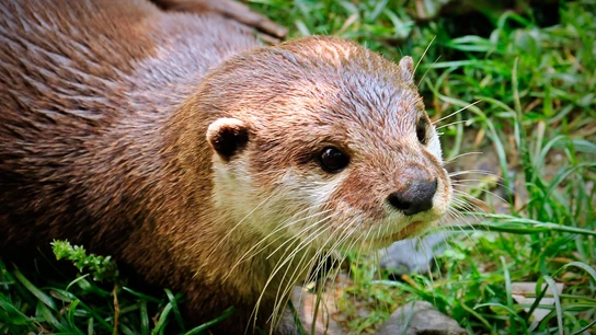 Nutria Nutria