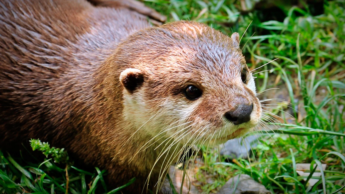 Nutria Nutria