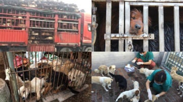 Imágenes del festival de carne de perro de China