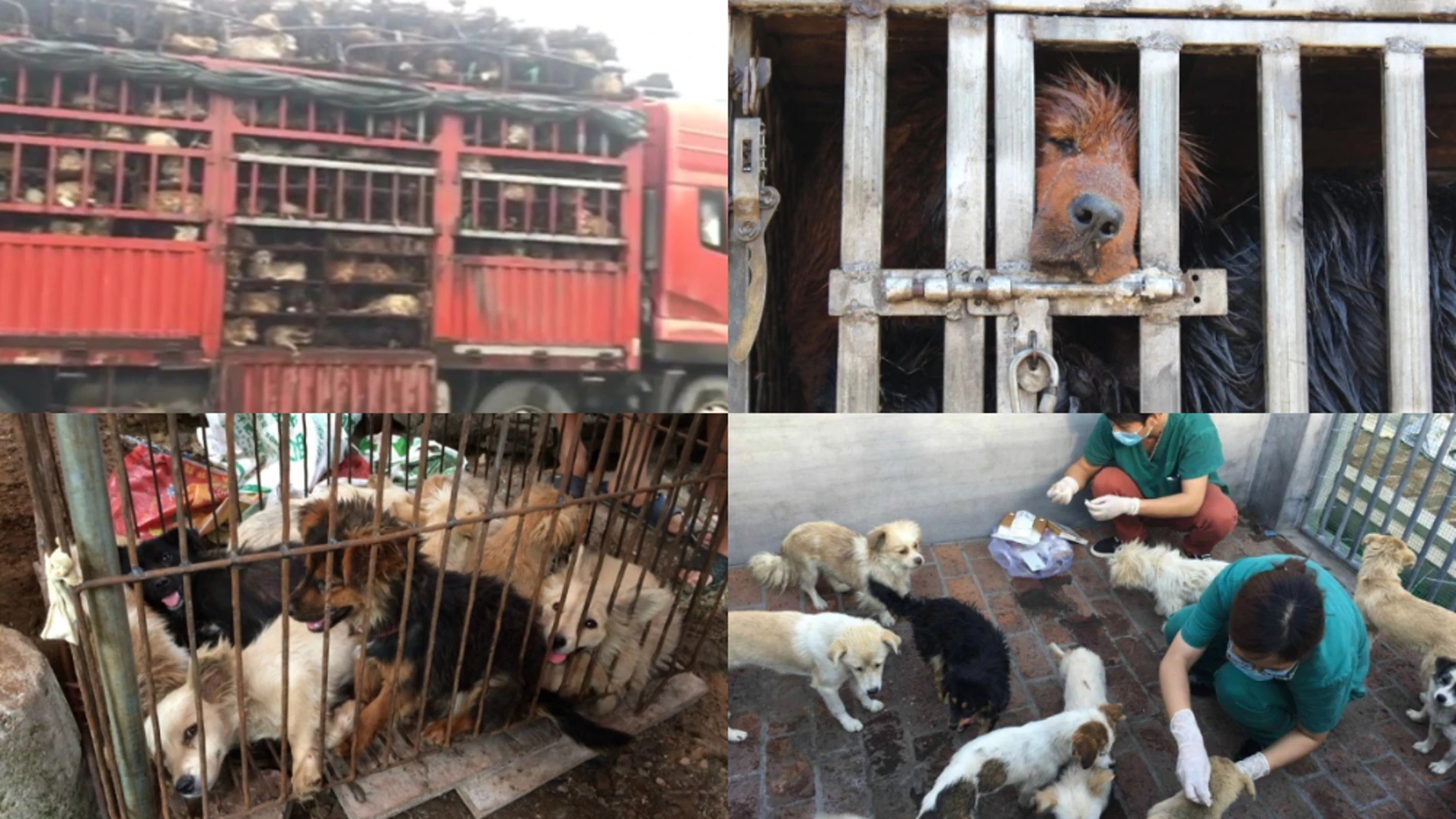 Imágenes del festival de carne de perro de China