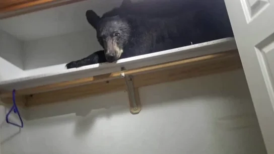 Un oso se cuela en una casa y se queda dormido en el armario Un oso se cuela en una casa y se queda dormido en el armario