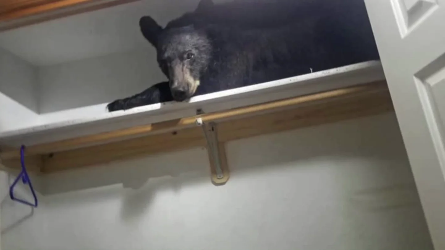 Un oso se cuela en una casa y se queda dormido en el armario Un oso se cuela en una casa y se queda dormido en el armario