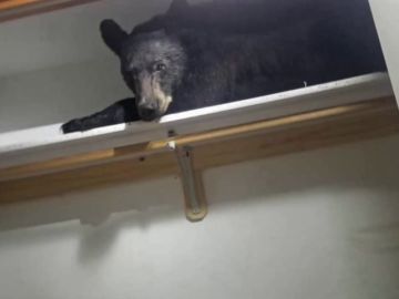 Un oso se cuela en una casa y se queda dormido en el armario Un oso se cuela en una casa y se queda dormido en el armario