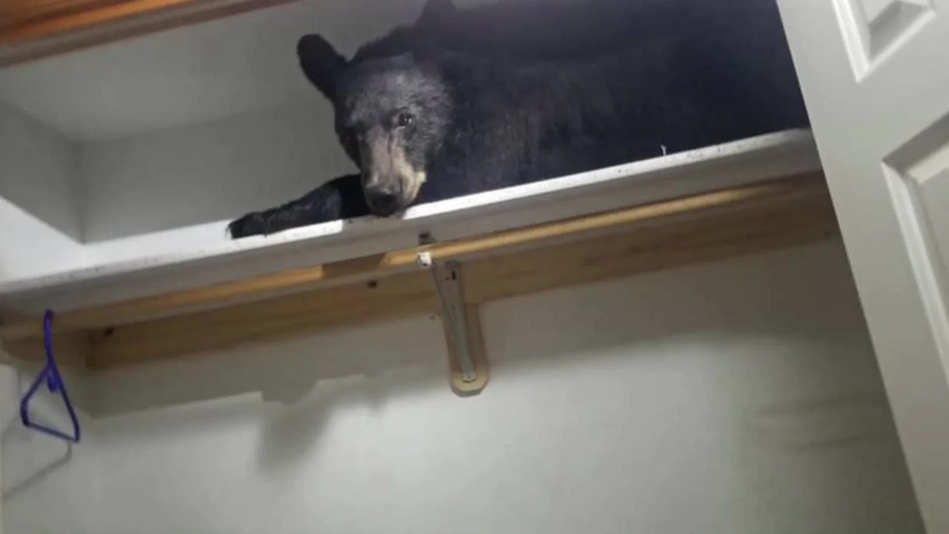 Un oso se cuela en una casa y se queda dormido en el armario