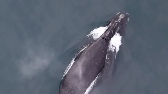 Imagen de una ballena Eubalaena japonica Imagen de una ballena Eubalaena japonica