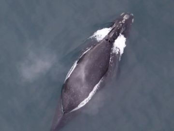 Imagen de una ballena Eubalaena japonica Imagen de una ballena Eubalaena japonica