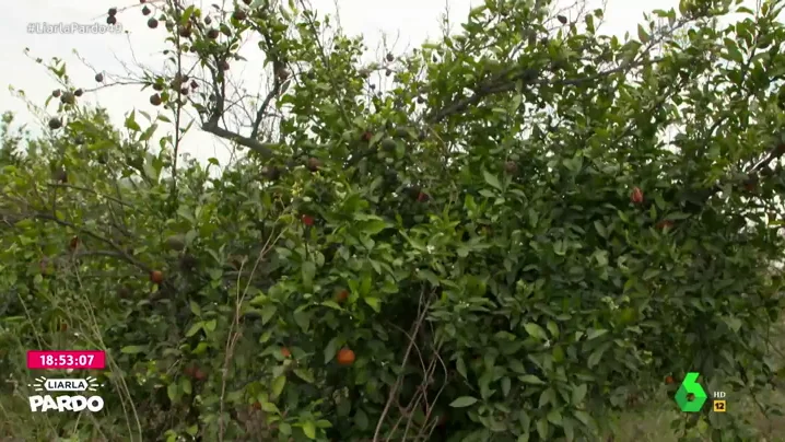 El futuro de las naranjas en España, en peligro por la importación de otros países a menor precio