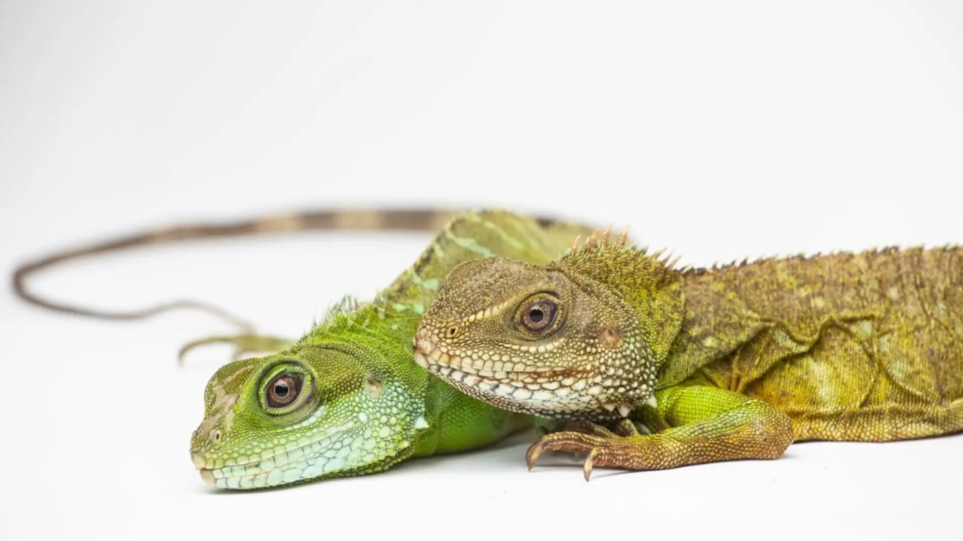 Crias de dragon verde nacen de una madre virgen
