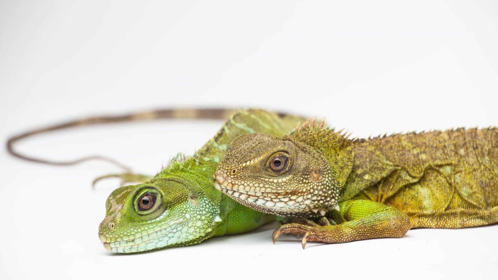 Crias de dragon verde nacen de una madre virgen