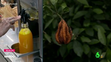 Imagen del contraste de la naranja en nuestro país: grandes beneficios por el zumo en supermercados, mientras en el campo se pudren