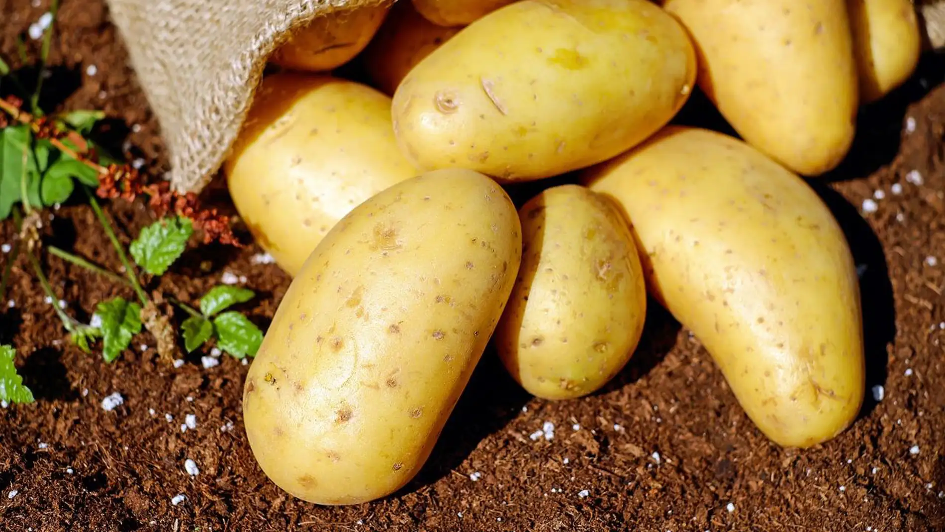 Las variedades de patata europea se han adaptado a los dias mas frios y cortos del continente
