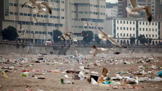 Gaviotas sobrevuelan una playa llena de basura tras la noche de San Juan Gaviotas sobrevuelan una playa llena de basura tras la noche de San Juan
