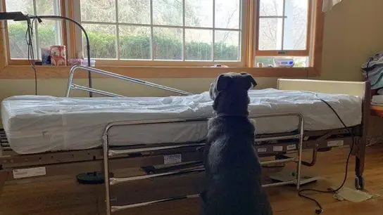 Moose, el pequeño labrador que no dejó de esperar a su dueño fallecido frente a su cama del hospital Moose, el pequeño labrador que no dejó de esperar a su dueño fallecido frente a su cama del hospital