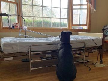 Moose, el pequeño labrador que no dejó de esperar a su dueño fallecido frente a su cama del hospital Moose, el pequeño labrador que no dejó de esperar a su dueño fallecido frente a su cama del hospital