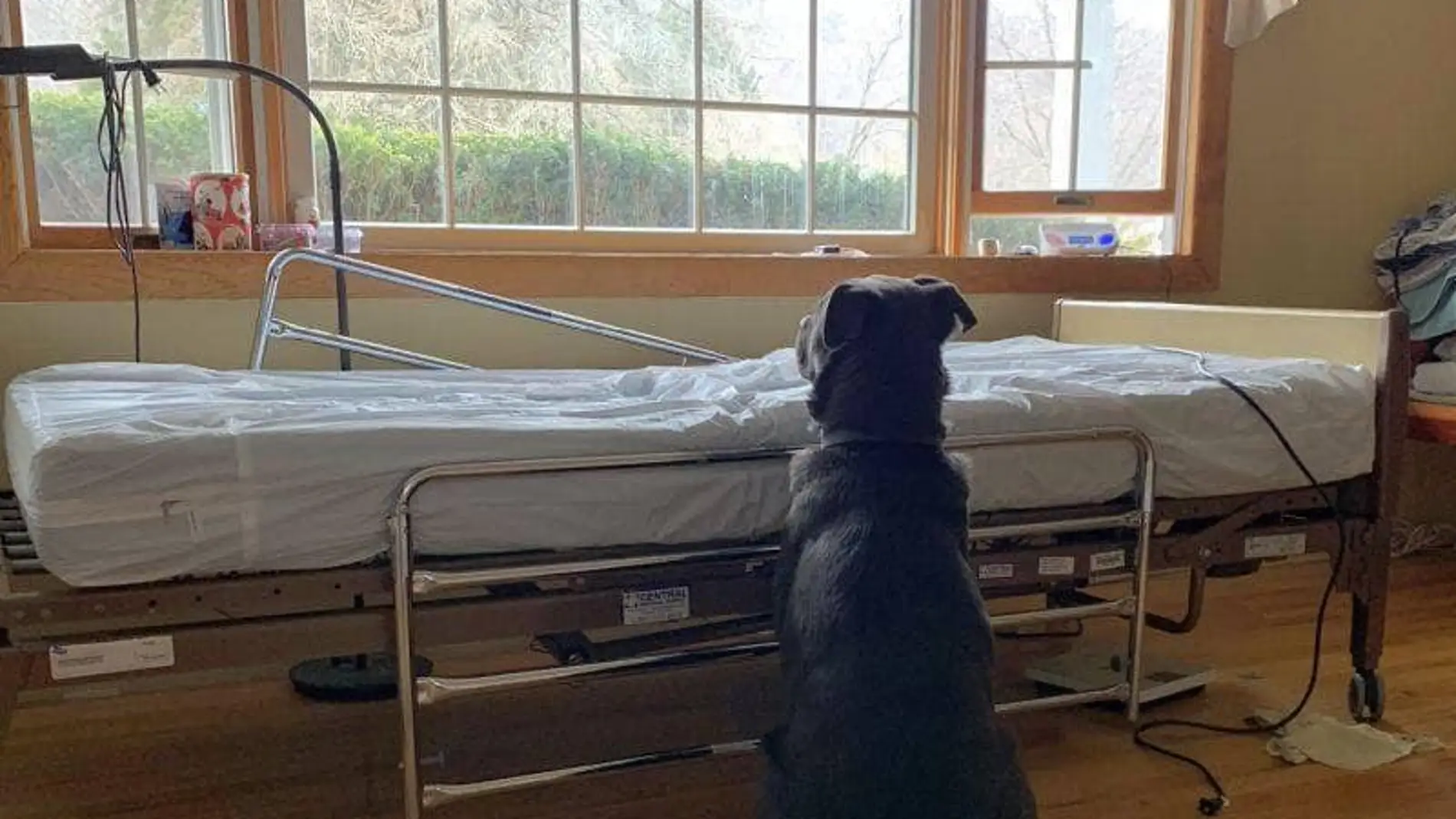 Moose, el pequeño labrador que no dejó de esperar a su dueño fallecido frente a su cama del hospital
