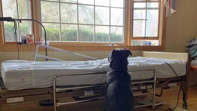 Moose, el pequeño labrador que no dejó de esperar a su dueño fallecido frente a su cama del hospital